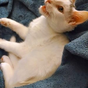 Meet your Posher, Alex